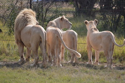 Horses standing on field