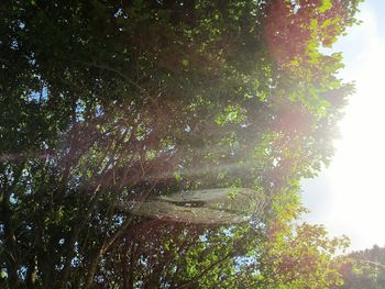 Low angle view of trees