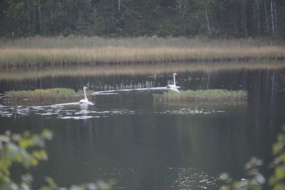 Swan swimming in lake