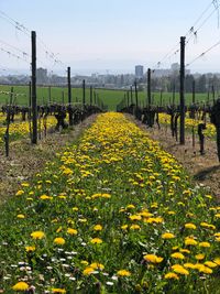 Yellow flowers growing on field