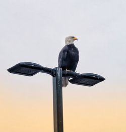 Eagle sitting on light post in delta, british columbia