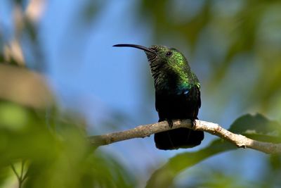 Low angle view of humming bird perching on branch 