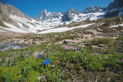 Purple flowering plants on field against mountains