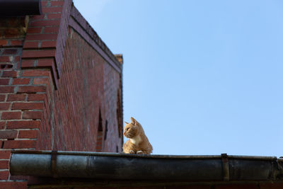 Red cat on the roof