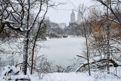 Snow covered trees and buildings against sky