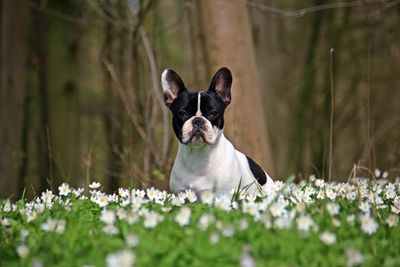 Portrait of dog with flowers