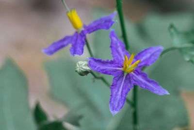 Close-up of purple flowering plant