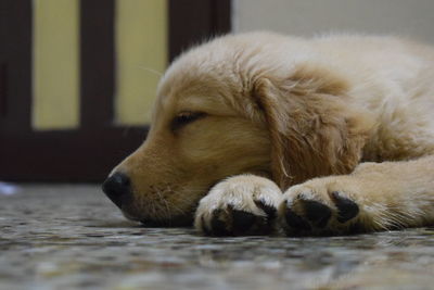 Close-up of dog lying on floor