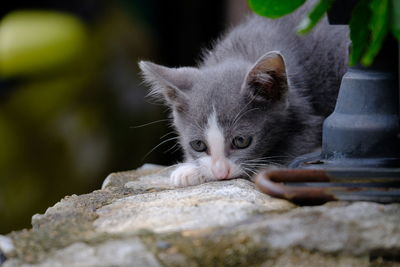 Close-up portrait of a cat