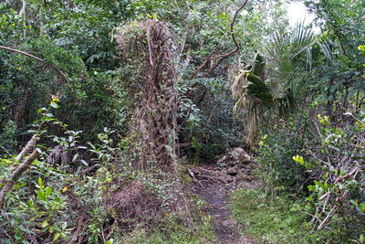 Plants growing on field in forest