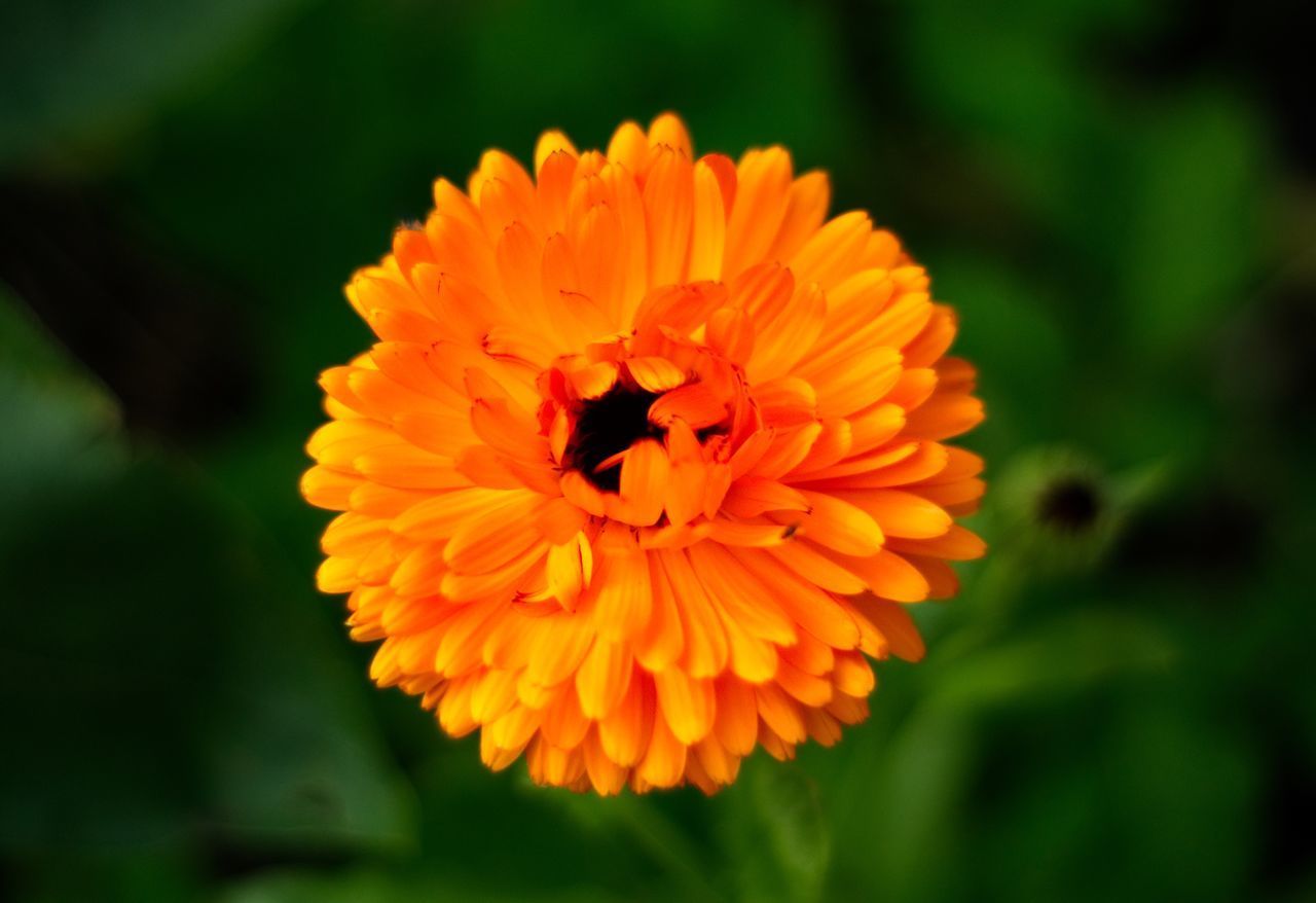 CLOSE-UP OF HONEY BEE POLLINATING FLOWER