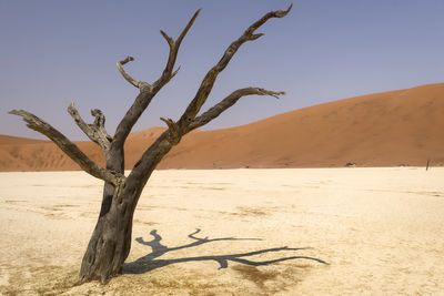 Bare tree on sand dune against clear sky