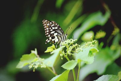 Close-up of butterfly on plant