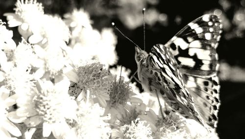 Close-up of butterfly on flowers