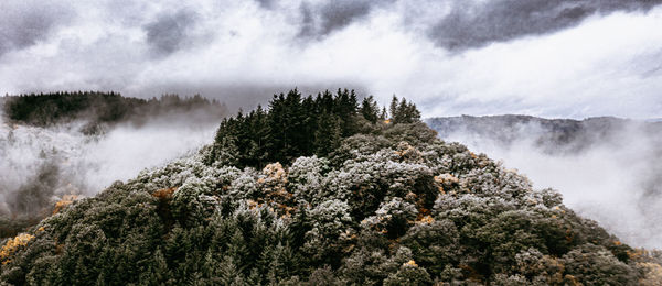 Panoramic view of trees and plants against sky