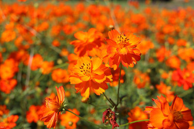 Close-up of orange flowering plant