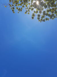 Low angle view of trees against clear blue sky