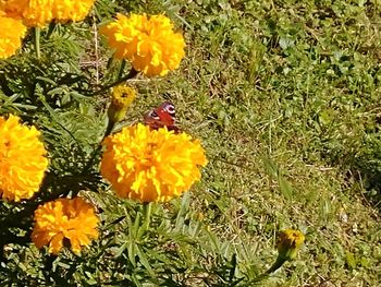 High angle view of yellow flowers blooming on field