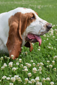 Close-up of dog on field