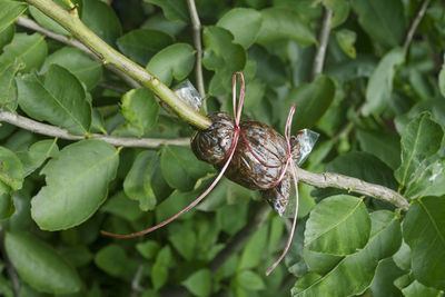 Close-up of snail on leaves