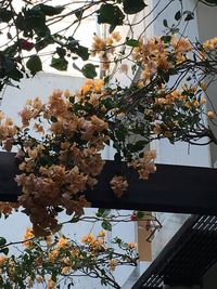 Low angle view of flowers