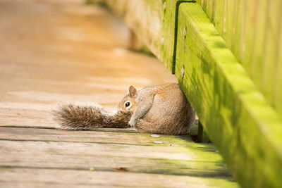 Close-up of squirrel on wood