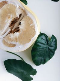 Close-up of leaf over white background