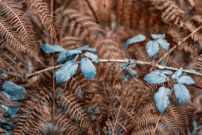 Close-up of dry leaves on land