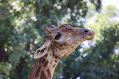 Close up of giraffe's face