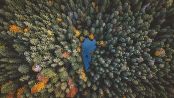 Directly above shot of trees at forest