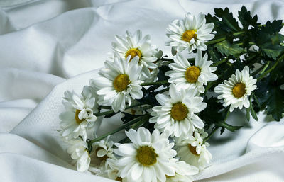 High angle view of white flowering plant