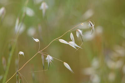 Close-up of plant on field