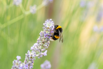 Bumblebee on lavender selective focus