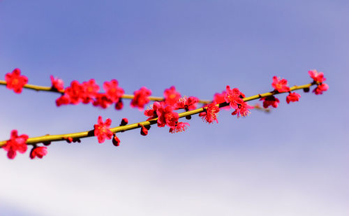 Low angle view of red flowering plant against clear sky