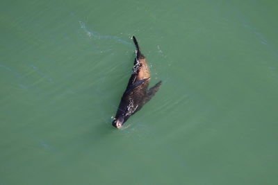 High angle view of sea lion swimming in sea