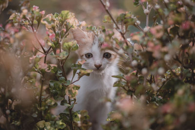 Close-up of a cat