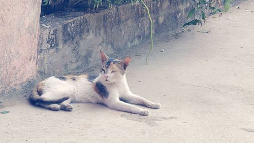 Portrait of cat lying down