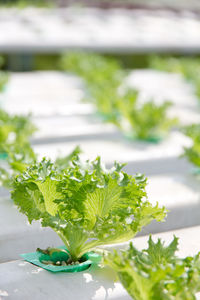 Close-up of green leaf vegetables