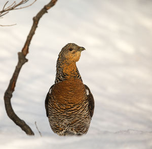 Close-up of a bird perching on a land