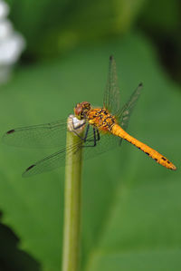 Close-up of damselfly on leaf