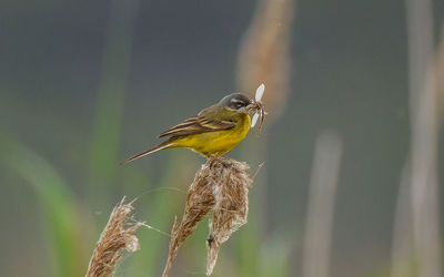 Bird perching on a branch