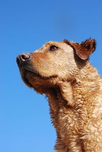 Low angle view of dog looking away against clear blue sky