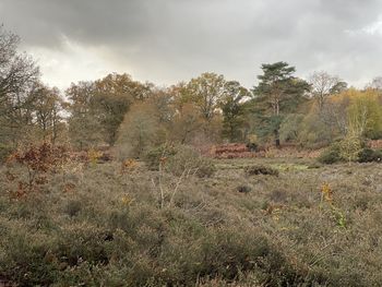 Trees on field against sky