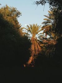 Palm trees against sky during sunset