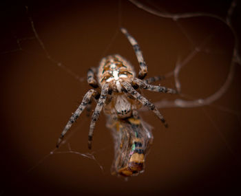 Close-up of spider on web