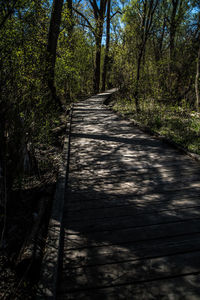 Empty footpath in forest