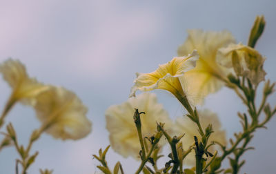 Close-up of yellow flowering plant against sky
