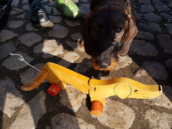 High angle portrait of dog