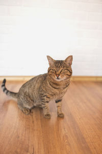 Tabby cat with yellow eyes sits on a laminate in the room
