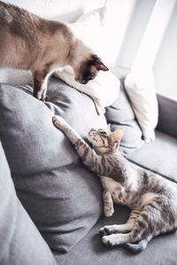 Cat lying on bed at home